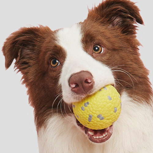 ActivePaw Interactive Dog Ball — Unpredictable Bounce Toy