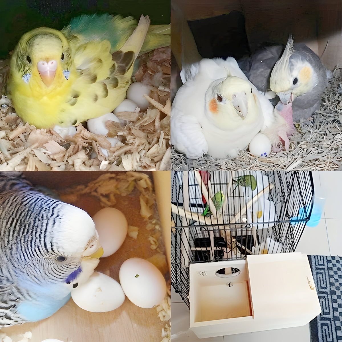 Tömörfa papagájodú — időjárásálló madárodú