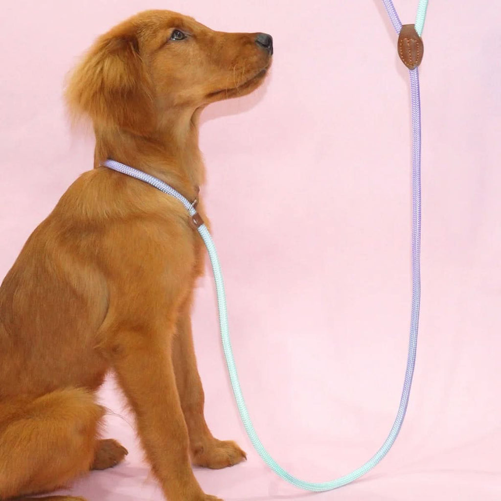 Colorful Dog Leash From VividTrail For Stylish Dog Owners Safe Walks Durable Fabric