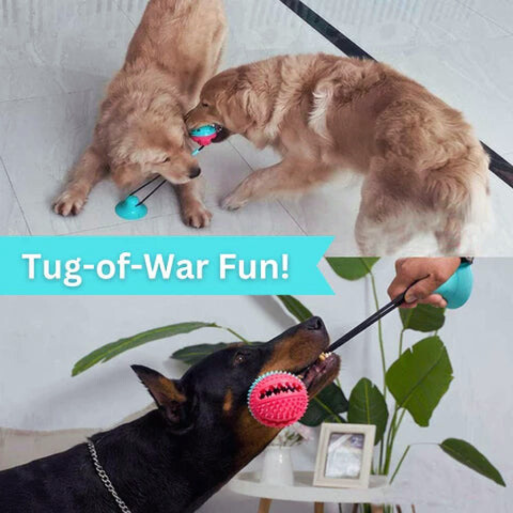 Suction Cup Dog Toy — Chew, Tug & Interactive Play 񟿿