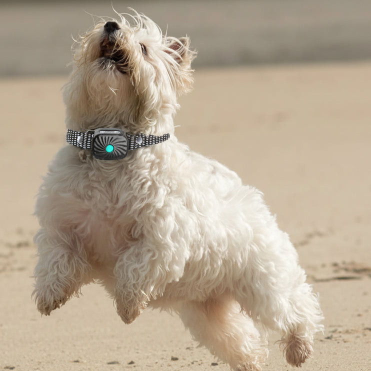 Collier anti-aboiement réglable et imperméable pour chien — son et vibration