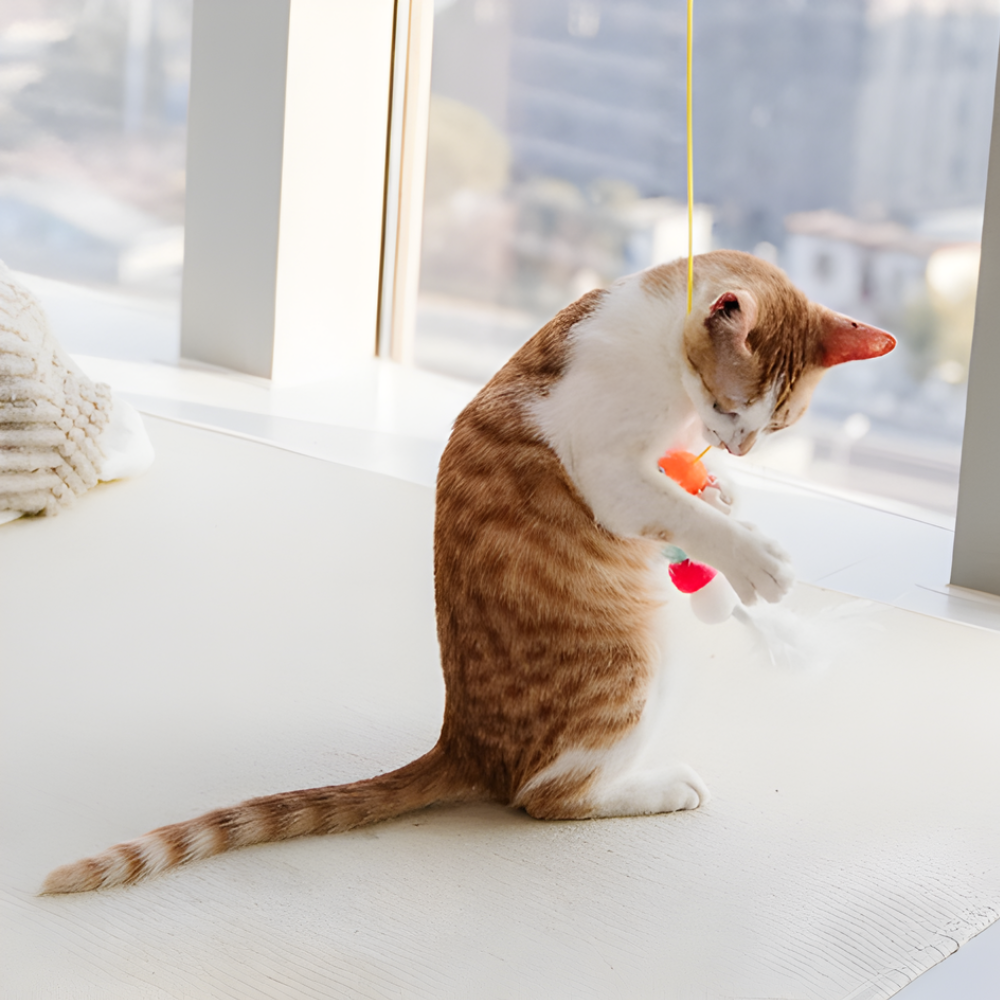 BounceCharm hængende bungee-legetøjssæt til katte — elastisk tilbagespring