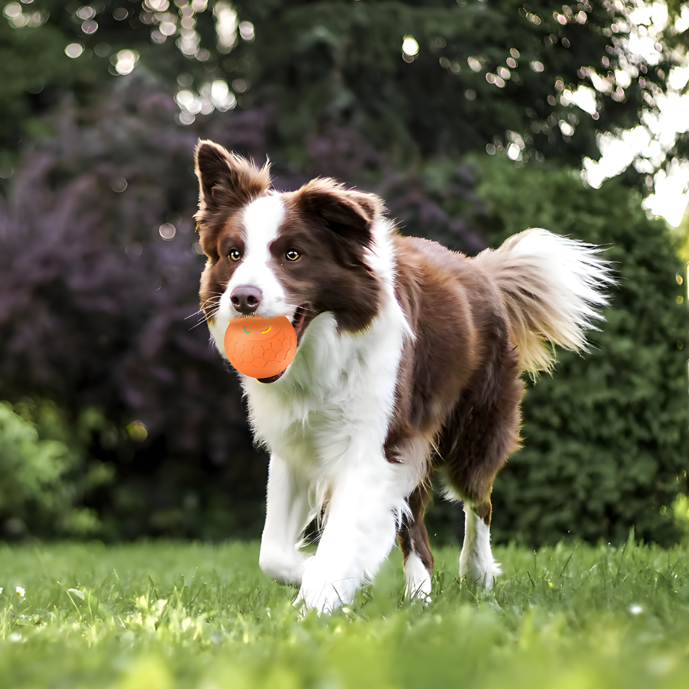 BounceRush Interaktiver Apportierball mit zwei Modi — Unvorhersehbares Spiel