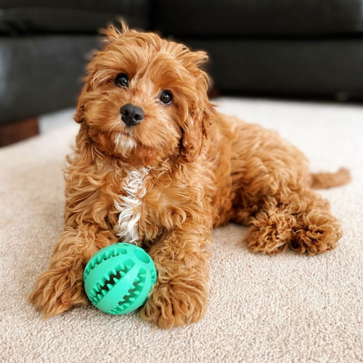 TreatForge Treat-Dispensing Chew Ball — Textured Interactive Toy