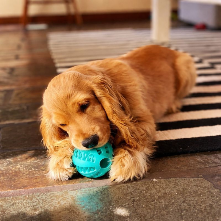 TreatForge Treat-Dispensing Chew Ball — Textured Interactive Toy