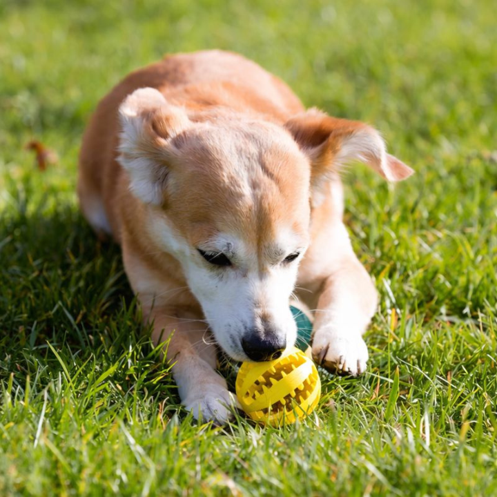 TreatForge Treat-Dispensing Chew Ball — Textured Interactive Toy