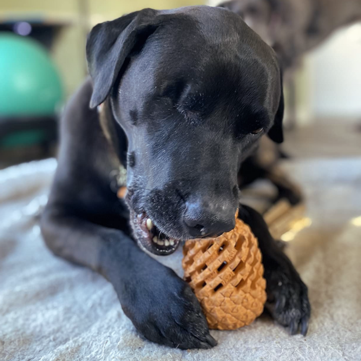 ChewCore ananasformet tyggelegetøj til hunde — Tandrensende design med godbidsdispenser
