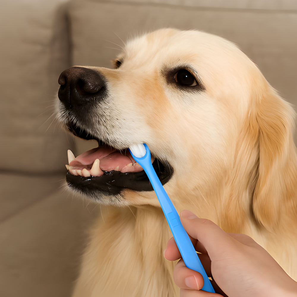 Escova de dentes 360 para cães CleanCurve, conjunto de 3 - cerdas macias