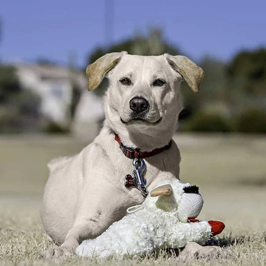 CuddleLamb Plush Lamb Dog Toy with Built-In Squeaker