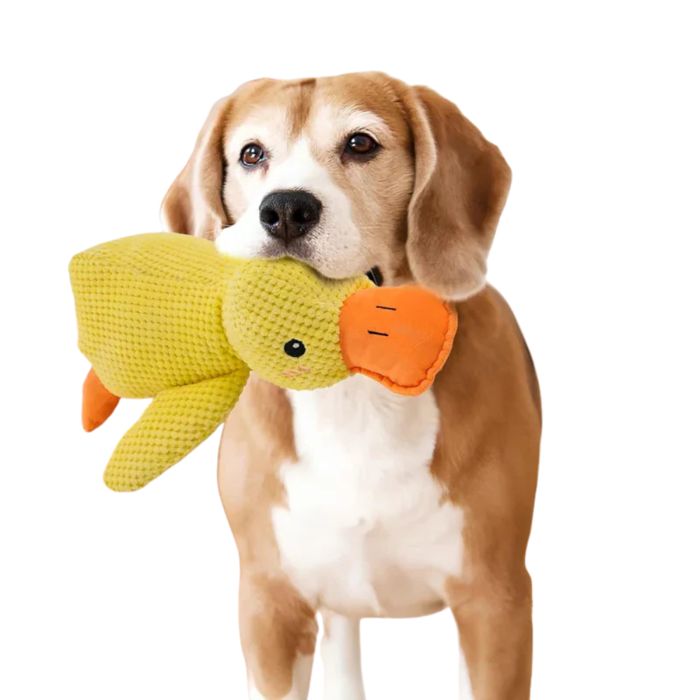 DuckBuddy beruhigendes, strapazierfähiges Quietschentenspielzeug für Hunde, interaktiv