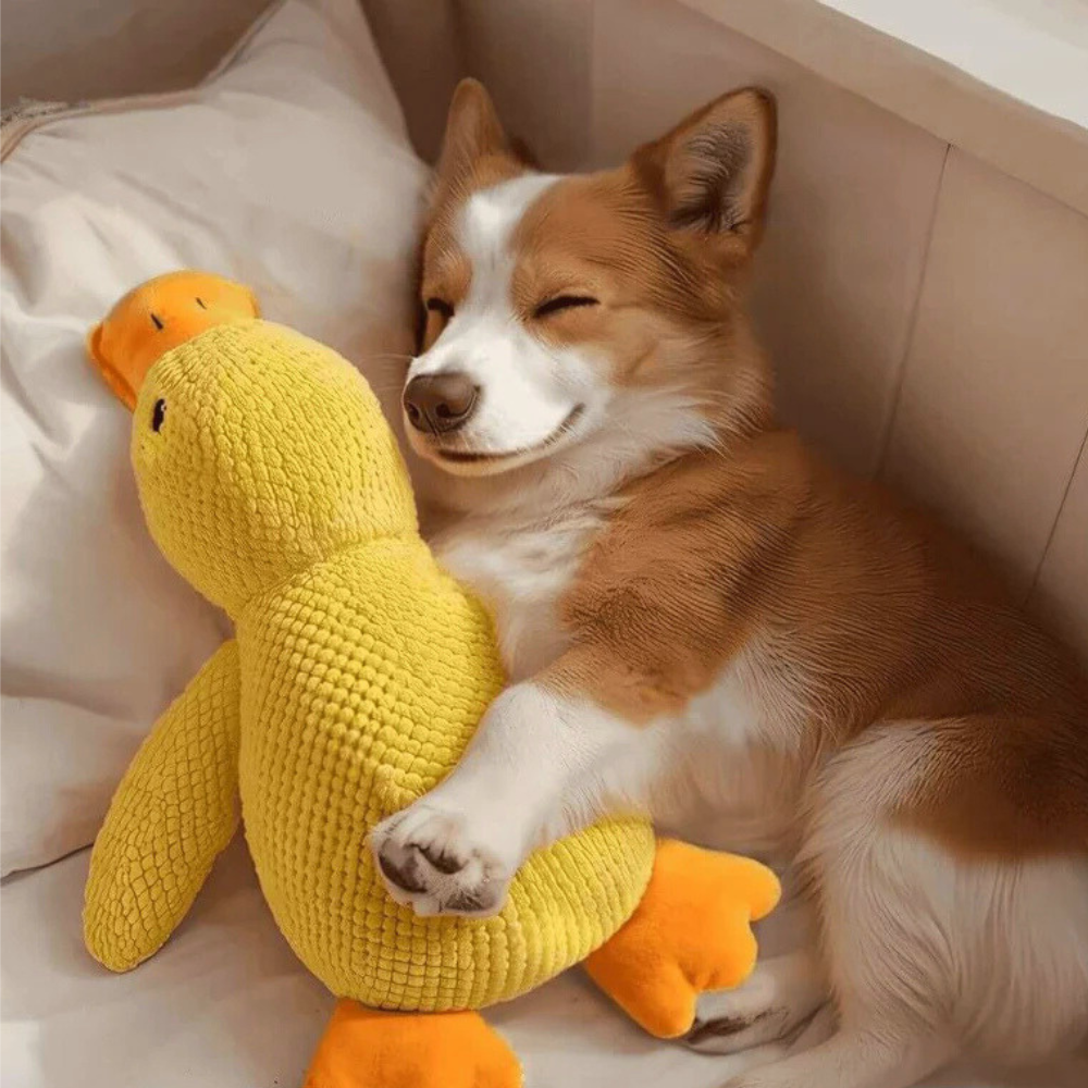 DuckBuddy beruhigendes, strapazierfähiges Quietschentenspielzeug für Hunde, interaktiv