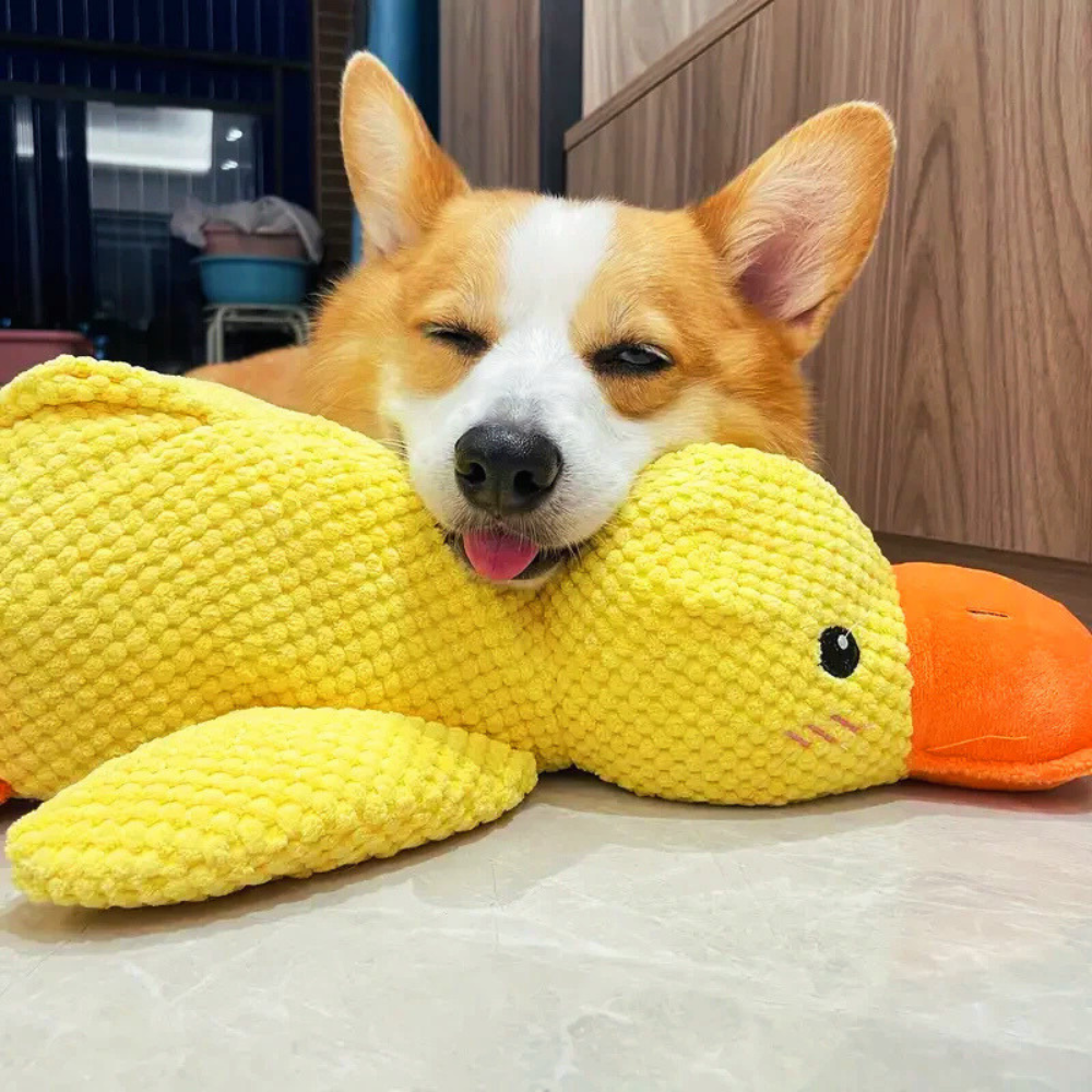 DuckBuddy beruhigendes, strapazierfähiges Quietschentenspielzeug für Hunde, interaktiv