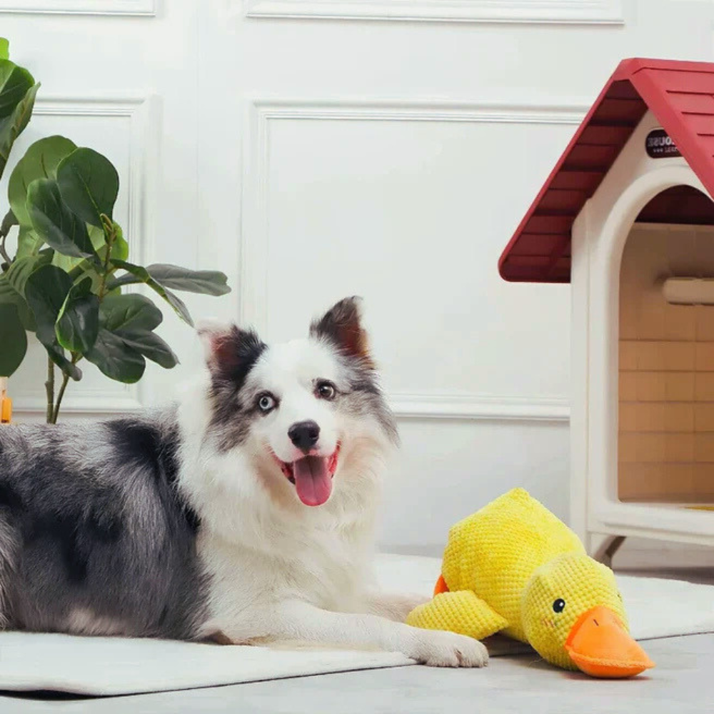 DuckBuddy beruhigendes, strapazierfähiges Quietschentenspielzeug für Hunde, interaktiv
