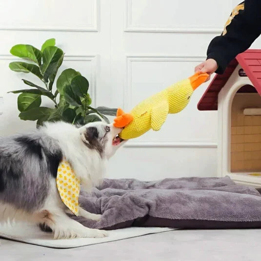 DuckBuddy beruhigendes, strapazierfähiges Quietschentenspielzeug für Hunde, interaktiv