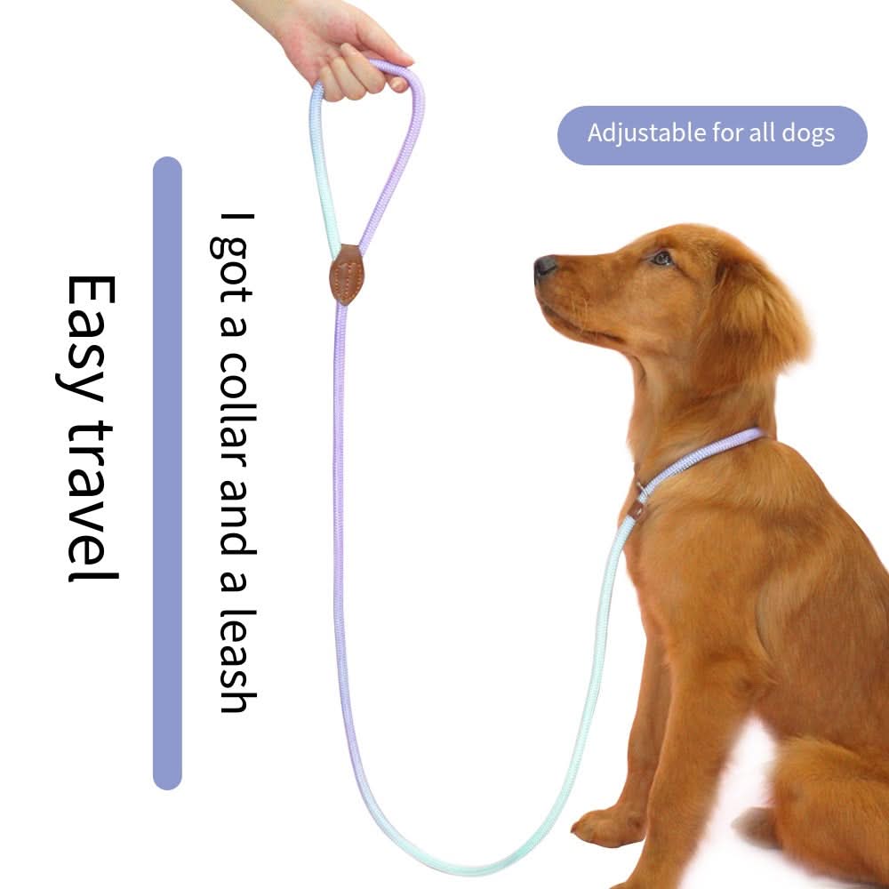Colorful Dog Leash From VividTrail For Stylish Dog Owners Safe Walks Durable Fabric