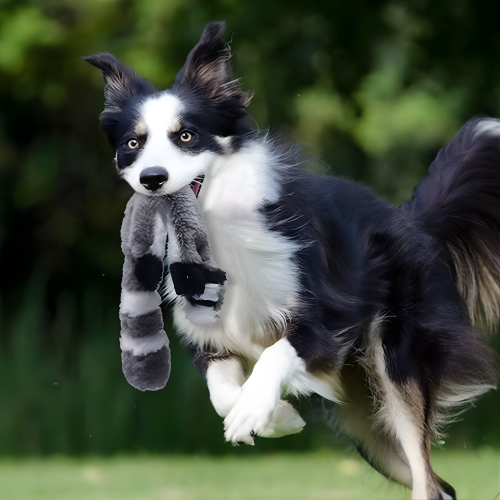 SqueakStretch Long Plush Dog Squeaker Toys — Fetch Set