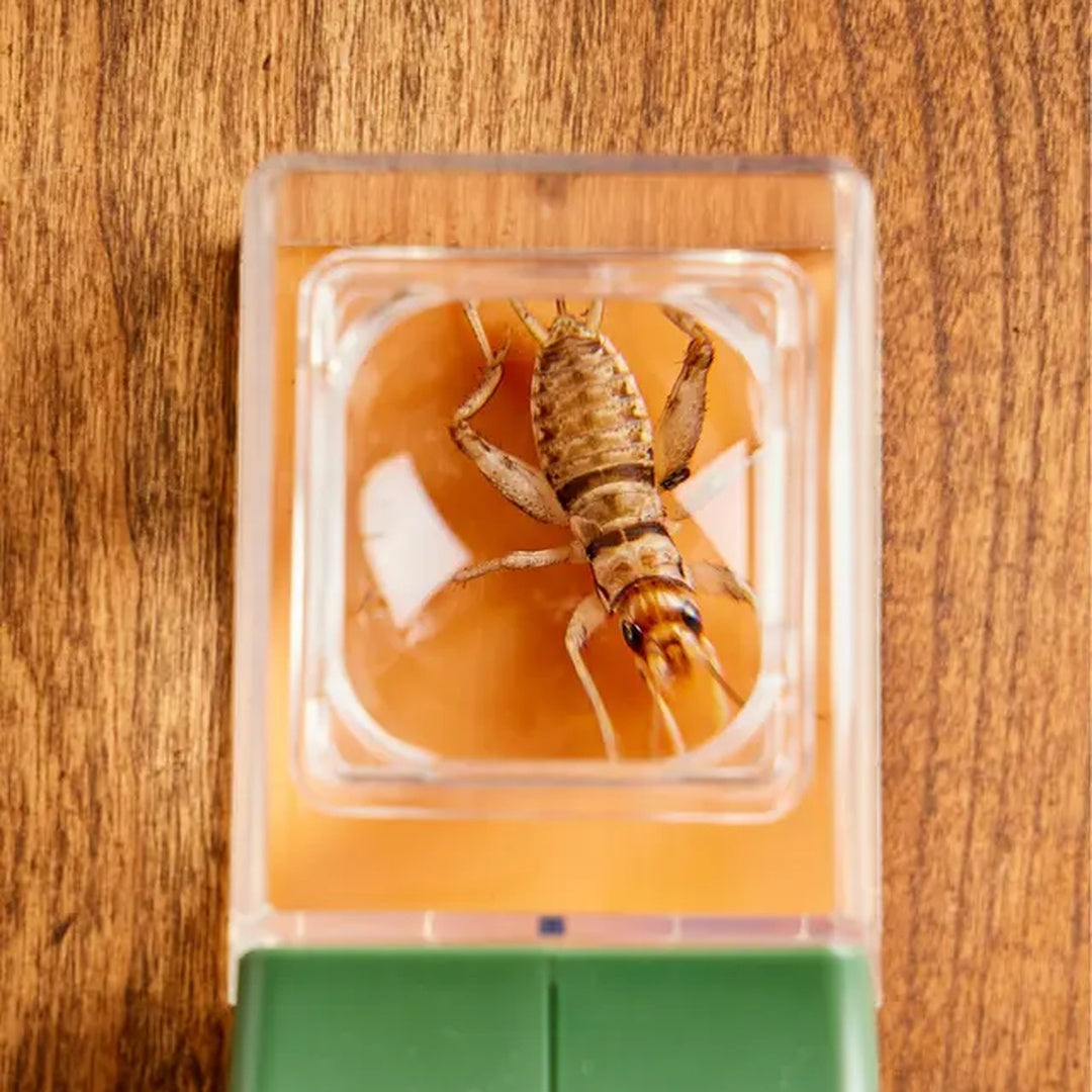Snap Trap – Gently Capture Insects and Quickly Free Your Home! - Esilora