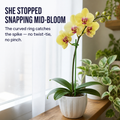 PrismBloom — Catch Your Orchid Spike Before It Snaps in Two - Esilora
