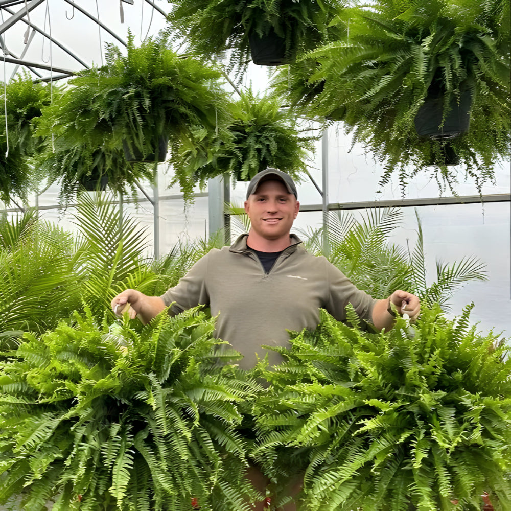 Plantă artificială suspendată, ferigă Boston - frunziș verde realist
